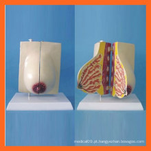 Modelo Anatômico de Peito Lactante Feminino, Modelos Femininos de Peito Reprodutivo